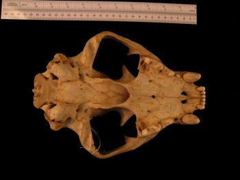 Media type: image;   Mammalogy BANGS-6992 Description: Image of skeleton specimen - ventral view. ventral view of skull.;